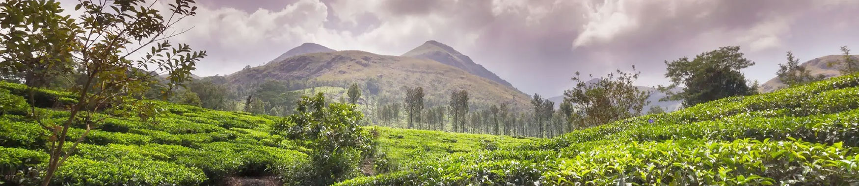 farm tourism in wayanad